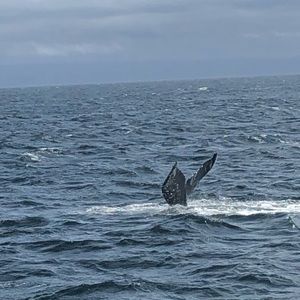 Meet your Posher, Daxx